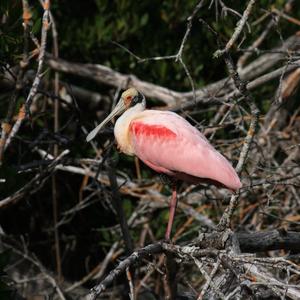 Roseate Spoonbill