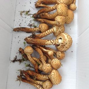 Scaly Pholiota