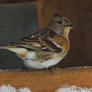 Brambling