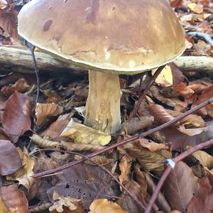 King Bolete