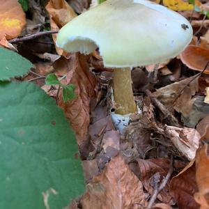 Death Cap