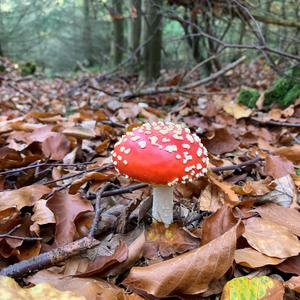 Fly Agaric