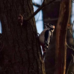 Great Spotted Woodpecker