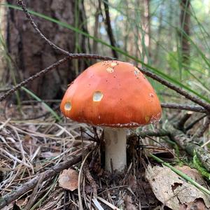 Fly Agaric