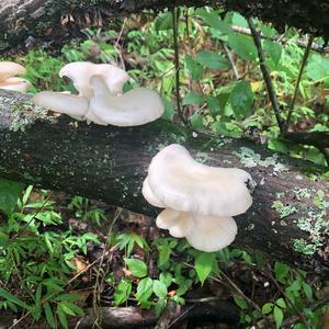 Oyster Mushroom