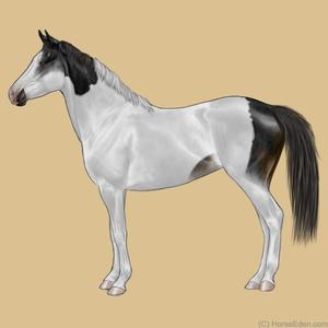 American Paint Horse