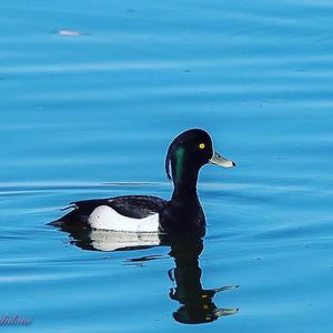 Tufted Duck