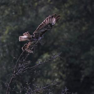 Mäusebussard