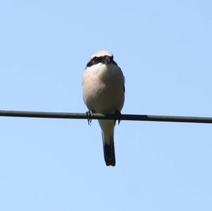 Red-backed Shrike