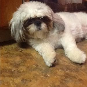 Shih Tzu