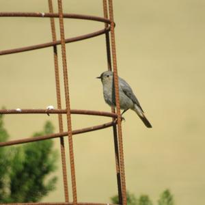 Black Redstart