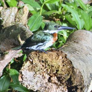 Amazon Kingfisher