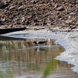 Dunkler Wasserläufer