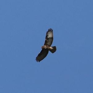 Common Buzzard