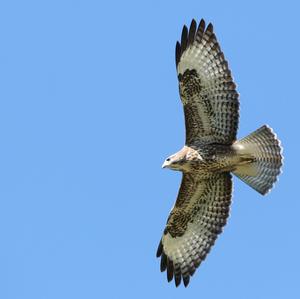 Common Buzzard