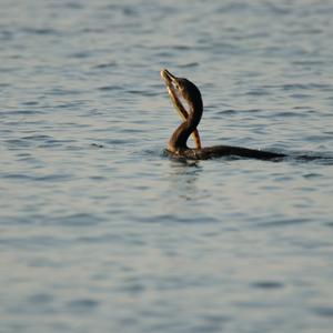 Double-crested Cormorant