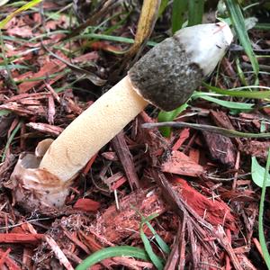 Dog Stinkhorn