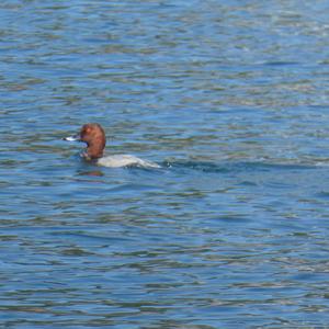 Common Pochard