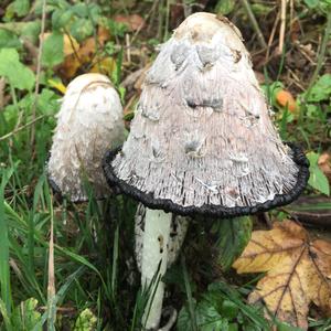 Shaggy Mane