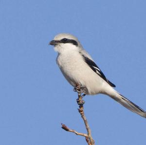 Great Grey Shrike