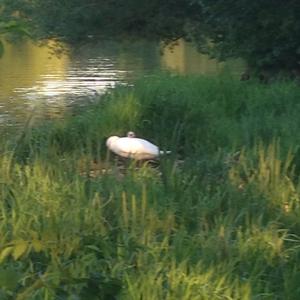 Mute Swan