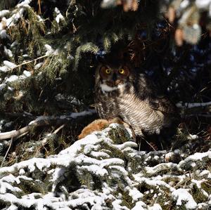 Long-eared Owl