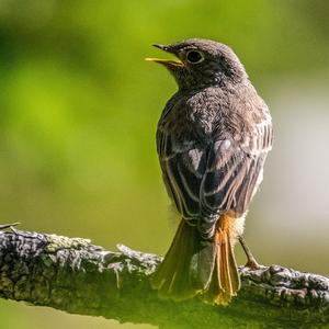 Black Redstart