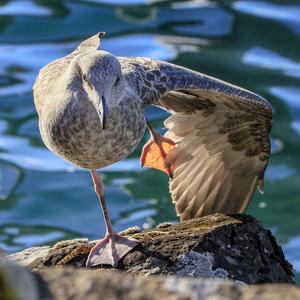 Yellow-legged Gull