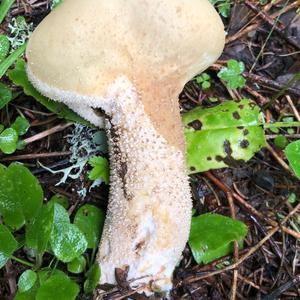 Pestle-shaped Puffball