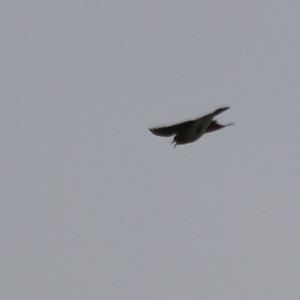 Eurasian Skylark