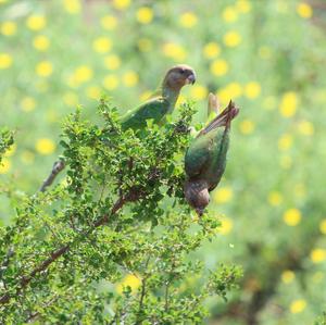 Brown-headed Parrot