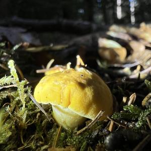 Chanterelle, Common