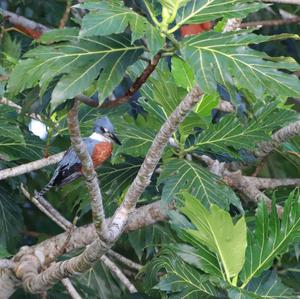 Belted Kingfisher