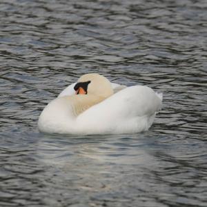 Mute Swan