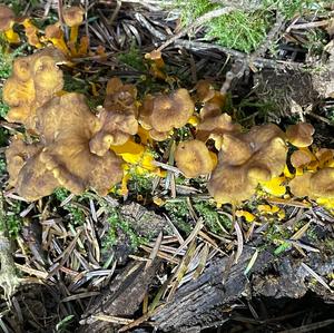 Trumpet Chanterelle