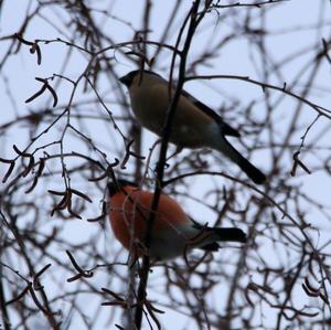 Eurasian Bullfinch