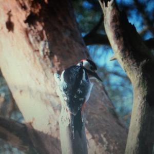 Great Spotted Woodpecker