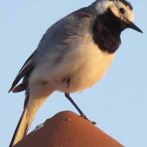 White Wagtail