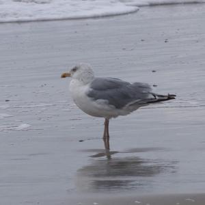 Herring Gull