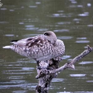 Marbled Teal