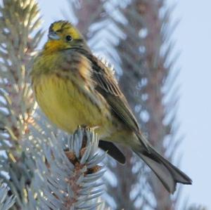 Yellowhammer