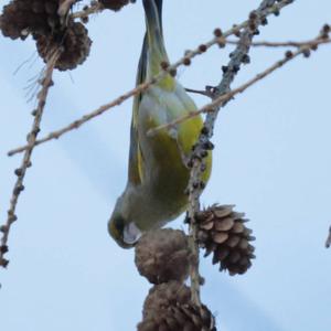 European Greenfinch