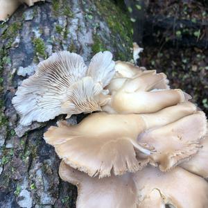 Oyster Mushroom