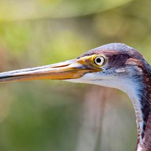 Tricoloured Heron