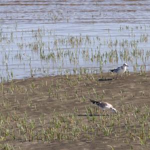 Black-headed Gull