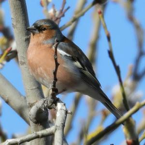 Eurasian Chaffinch