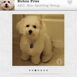 Bichon Frise