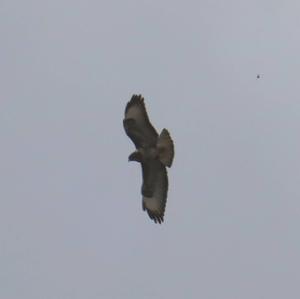 Common Buzzard