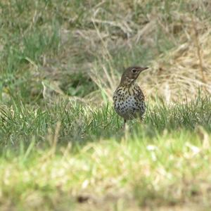 Song Thrush