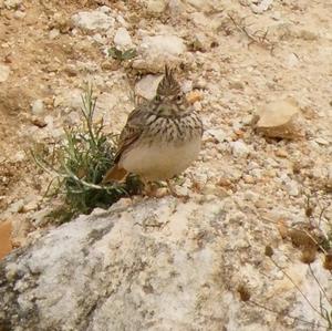 Crested Lark